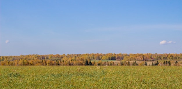 Bosque y campo amarillos del otoño. Cielo azul con nubes sobre el bosque. La belleza de la naturaleza en otoño.