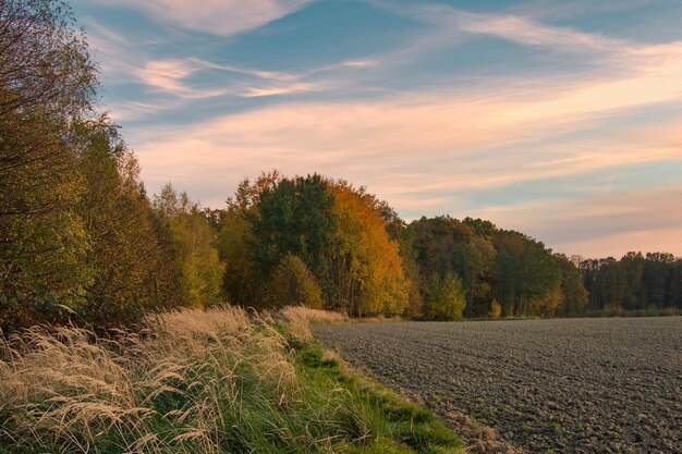 Bosque y campo divididos por una franja de hierba seca