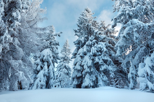 Bosque de los Cárpatos de invierno