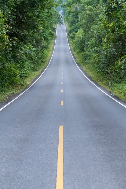 Bosque de carretera nacional en el parque nacional.