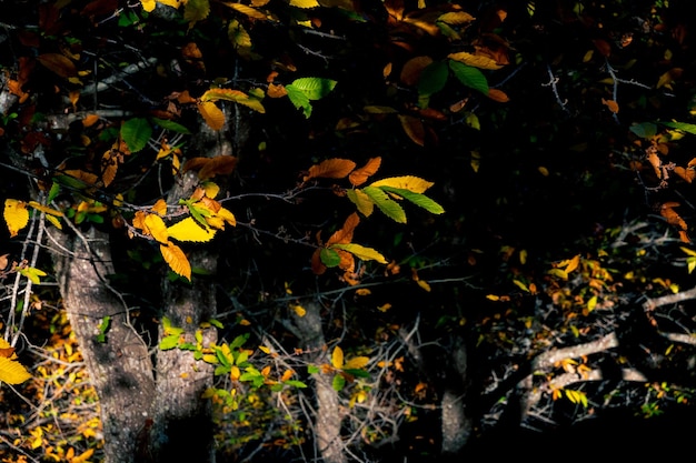 Bosque de castaños Pujerra localidad de Málaga Andalucía España Valle del Genal