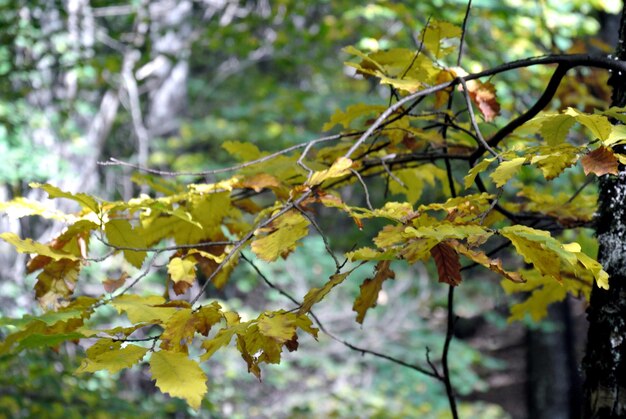 Bosque castar en otoño