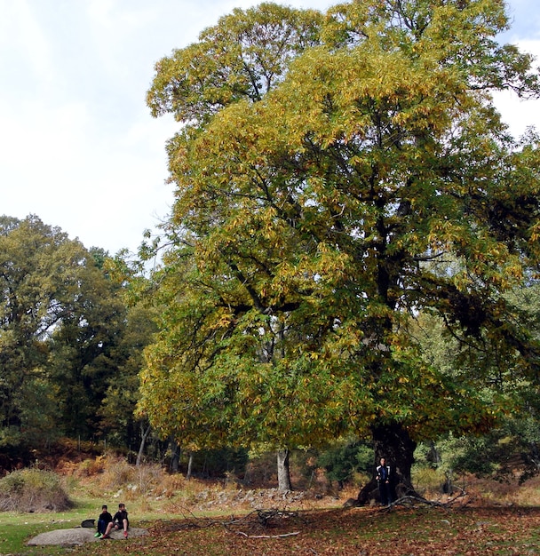 Bosque castar en otoño