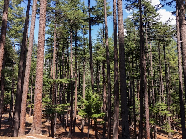 Bosque de cedro natrual de Pakistán en el valle de kalam swat