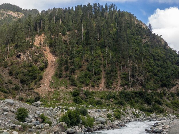 Bosque de cedros en Kalam Swat Pakistán