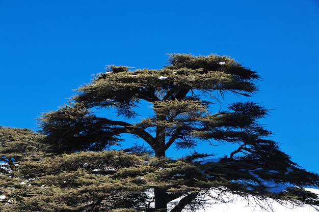 El bosque de cedros en las montañas del Líbano