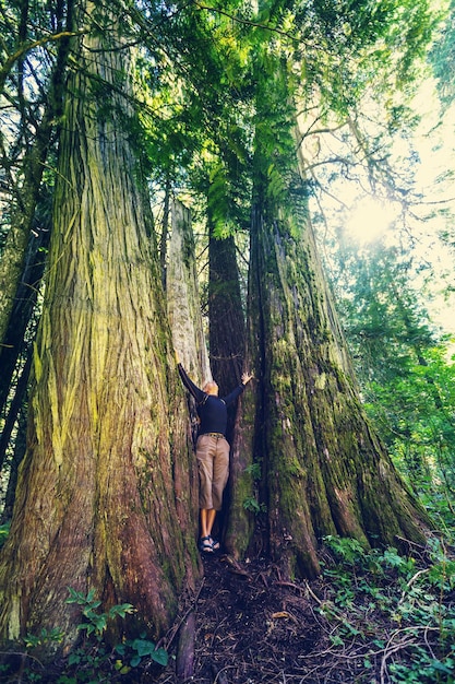 bosque de cedros