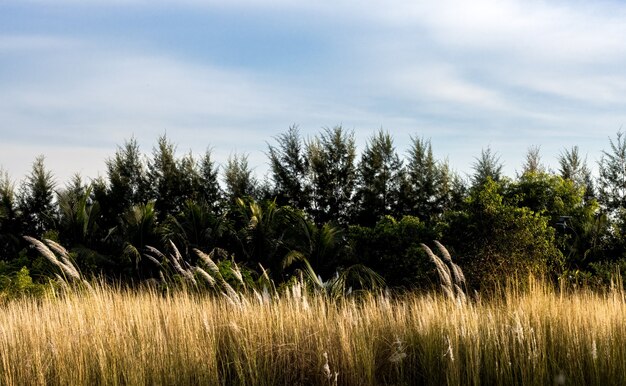 Bosque cerca de la playa del mar con varias flores de amento, pinos y cocoteros