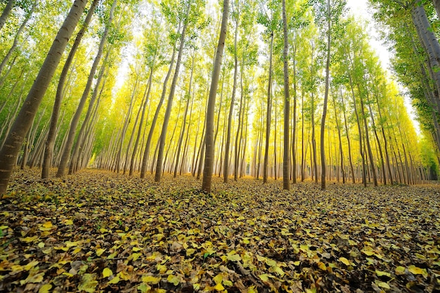 Bosque de chopos en la Alameda en el valle del río Fardes - Granada