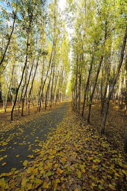 Bosque de chopos en la Alameda en el valle del río Fardes - Granada