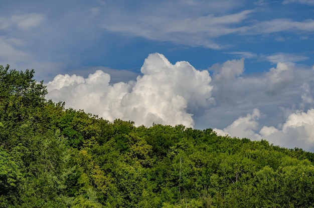 Un bosque con un cielo azul y nubes.