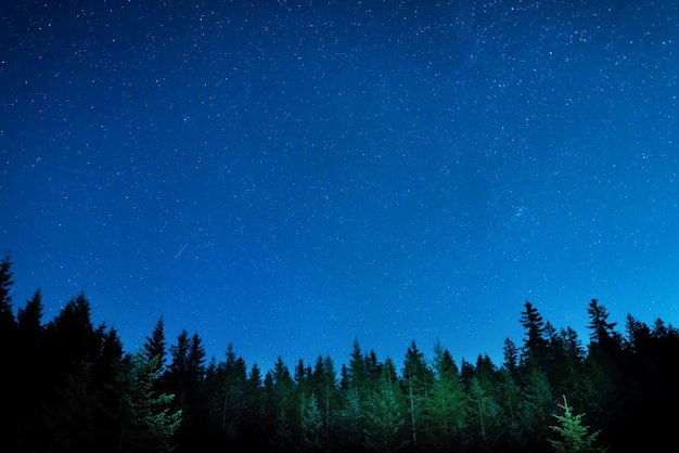 Bosque bajo el cielo nocturno con estrellas