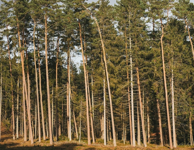 Bosque y cielo Ramas superiores contra el cielo azul en el bosque Fondo natural