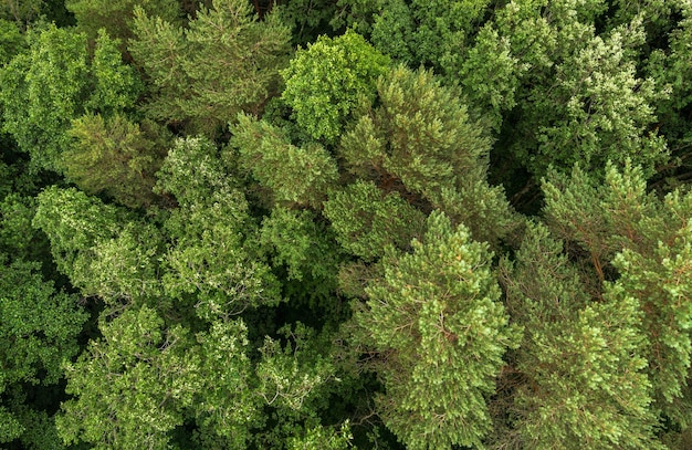 Bosque en la cima