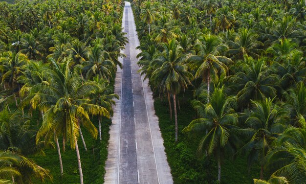 Bosque de cocoteros tropicales