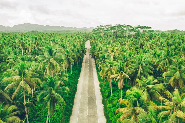 Bosque de cocoteros tropicales