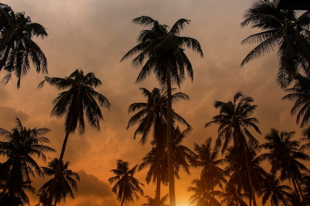 Bosque de cocoteros con los últimos rayos del atardecer