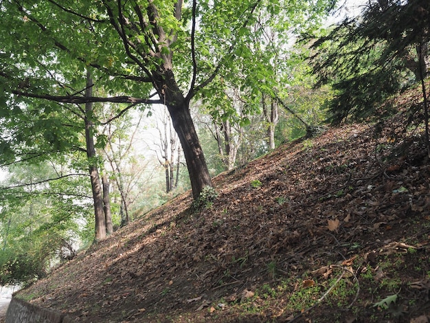 Bosque en la colina