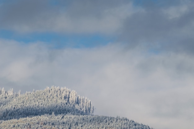 Bosque en las colinas cubiertas de nieve