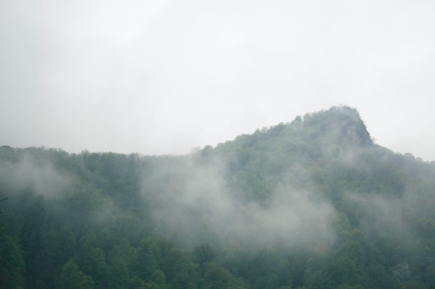 Bosque en las colinas durante la niebla