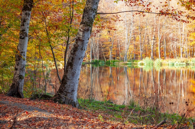 Bosque de color otoñal con lago