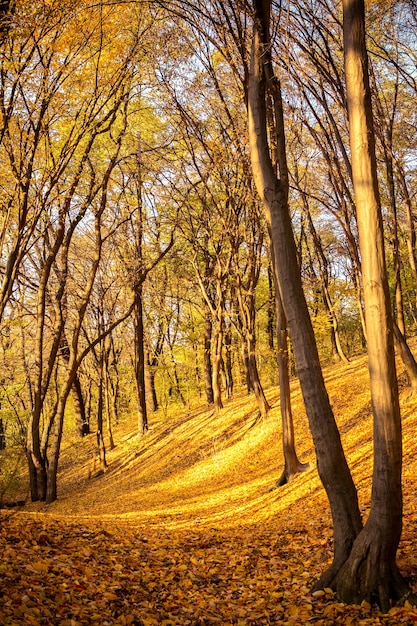 Foto bosque en colores otoñales