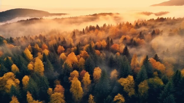 bosque colorido y brumoso al amanecer