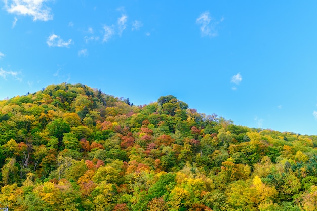 Bosque colorido en la estación de otoño de montaña en jozankei,