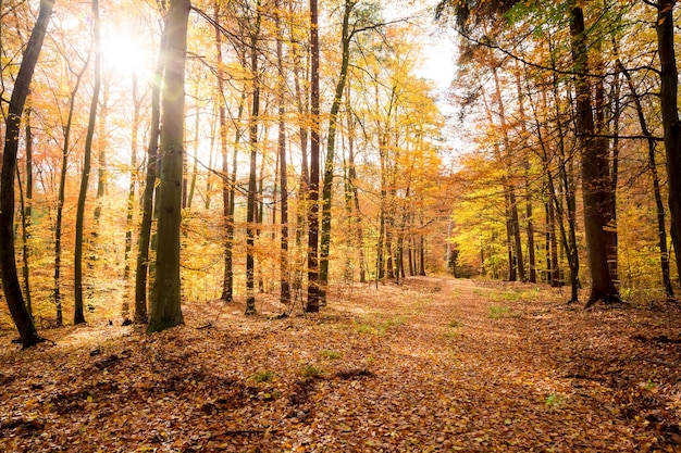 Bosque colorido en otoño en Europa