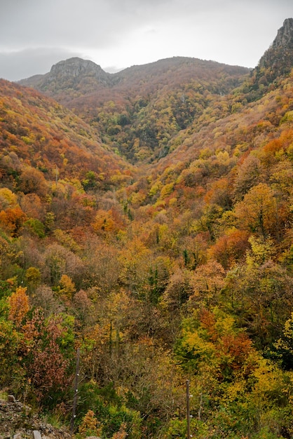 bosque colorido en otoño, fondo colorido de la temporada de otoño