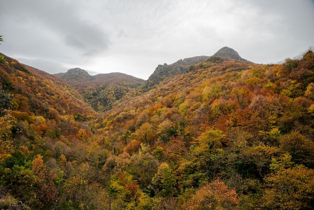 Foto bosque colorido en otoño, fondo colorido de la temporada de otoño