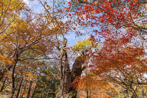 Bosque colorido en otoño