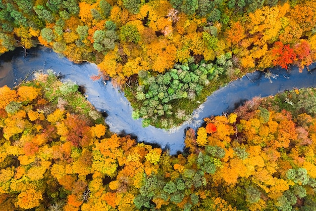 Bosque colorido y río Vista aérea de la vida silvestre en otoño