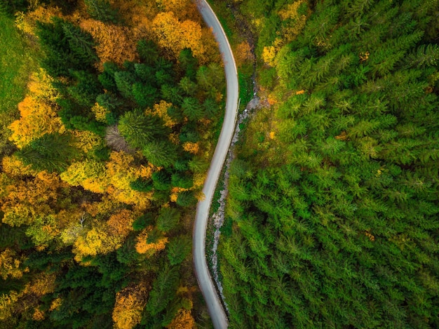 Bosque colorido y vista aérea de drones de carretera con curvas desde arriba