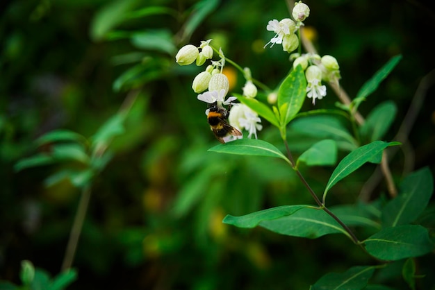 Bosque com arboles flores e helechos