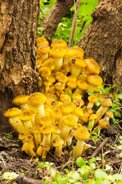 Bosque comestible Setas miel agárico que crece en las raíces del árbol en el bosque de otoño. Vista frontal de cerca