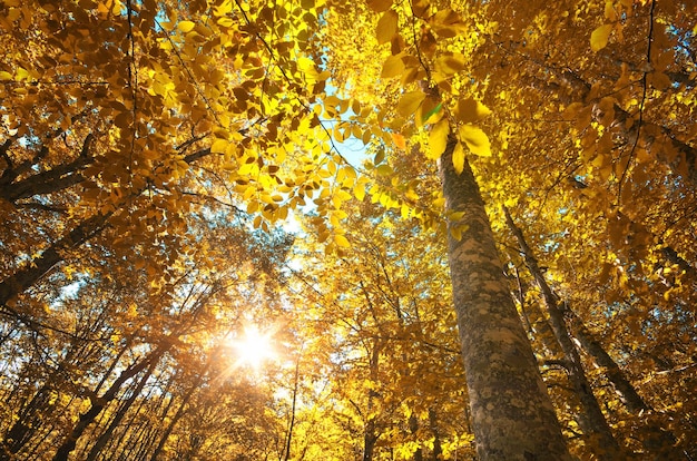 En el bosque Composición de naturaleza otoñal