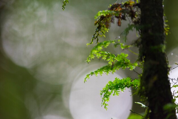 En el bosque. Composición de la naturaleza