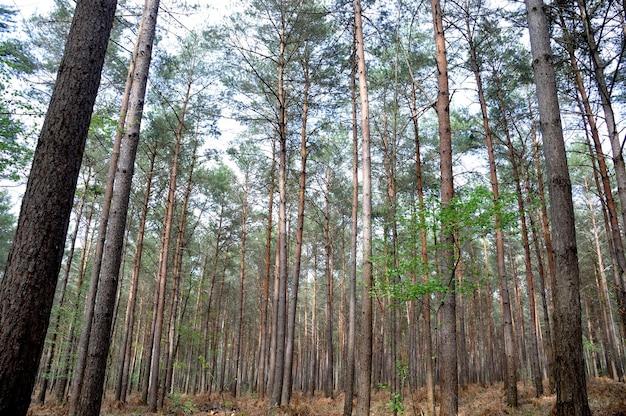 El bosque comunal de Saint Pierre Les Elbeuf