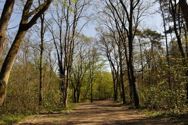 Bosque comunal de Saint Pierre Les Elbeuf