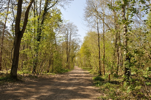 Bosque comunal de Saint Pierre Les Elbeuf