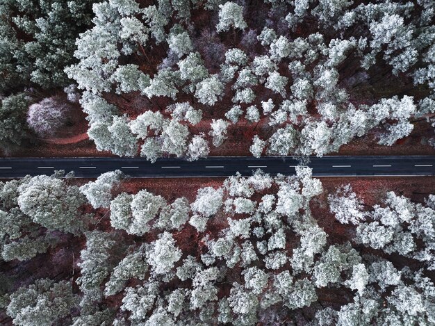 Foto bosque congelado con escarcha y asfalto negro en invierno