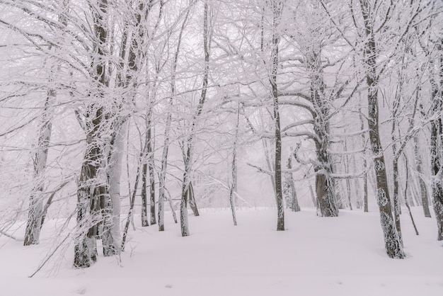 Bosque congelado en invierno