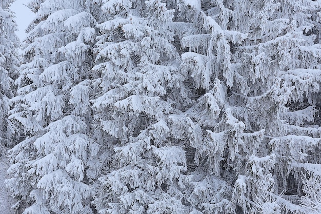 bosque de coníferas cubierto con fondo de escarcha, árboles de nieve de paisaje invernal