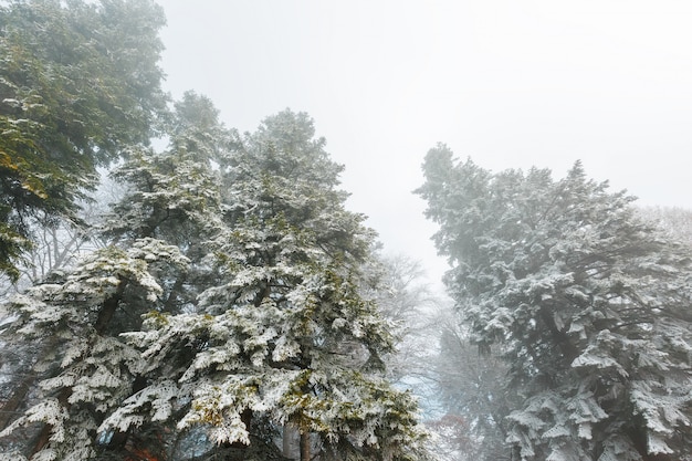 Bosque de coníferas cubierto de nieve en niebla densa, contraste suave