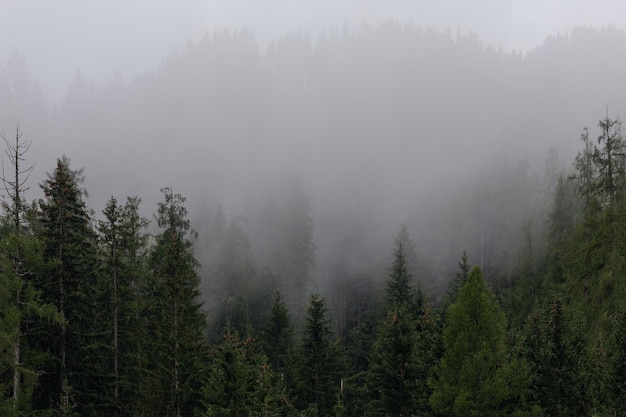 Bosque de coníferas en una densa niebla. Bosque de pinos brumoso