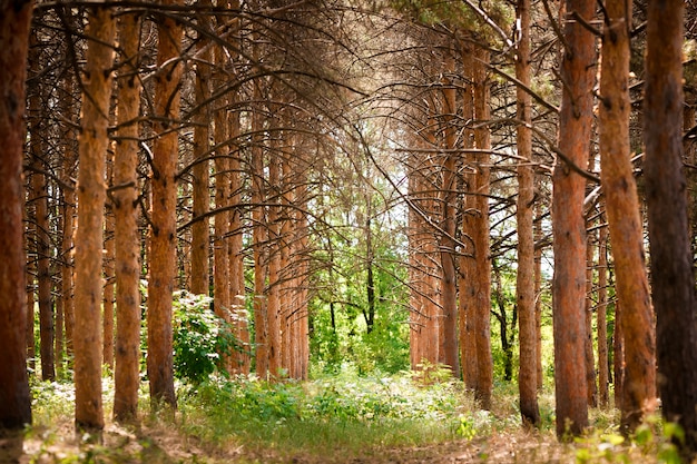 Bosque de coníferas en un día de verano