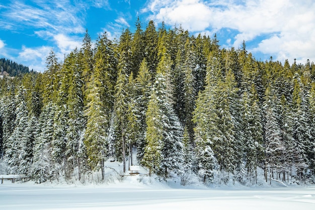 Bosque de coníferas en un frío día de invierno paisaje invernal