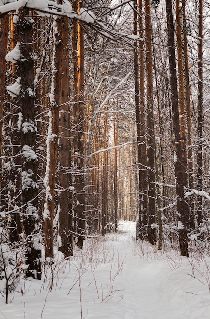 Bosque de coníferas en invierno siberia paisaje de enfoque selectivo Atmósfera majestuosa