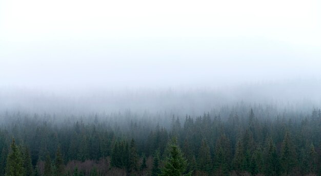 Bosque de coníferas en la ladera de una montaña en la niebla.